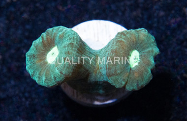 Trumpet Green :: 60180