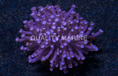 Flower Pot, Branching Purple :: 12483