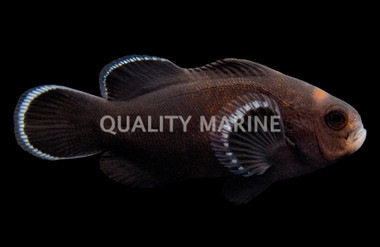 Ocellaris, Darwin Midnight, QM Labs :: 39901