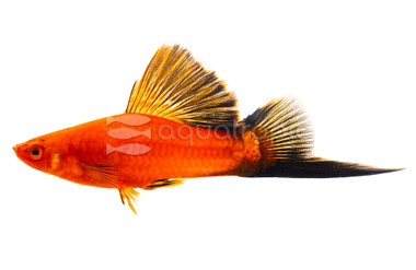 Red Wag Cauliflower Swordtail :: 25114