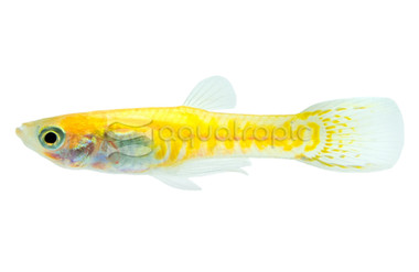 Endler's Cobra Yellow Guppy, Male :: 76822