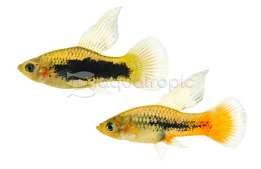 Bird of Paradise Platy :: 58829