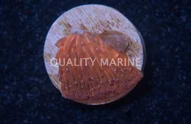 Plate Orange Dome :: 81783