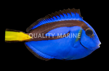 Blue Hippo Tang, Indo :: 23900