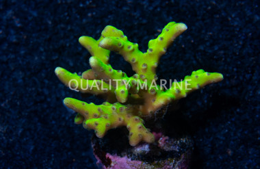 Anacropora, Goldenrod :: 31813