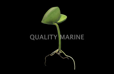 Mangrove Seed :: 37799