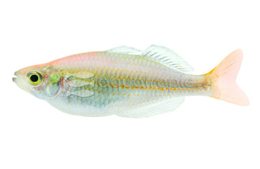 Kali Tawa Rainbowfish :: 36490