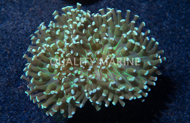 Wall Hammer Green Tip :: 21108