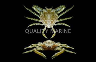 Pitho Crab :: 89965