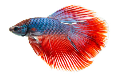 Halfmoon LRP Red Purple, Male :: 10860