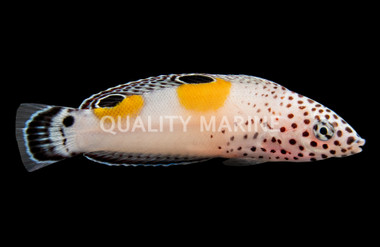 Clown Twinspot Coris Wrasse :: 33588