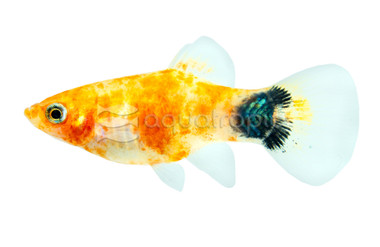 Red Tiger MM Platy :: 26676