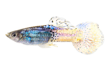 Purple Light Cobra Guppy, Male :: 23818
