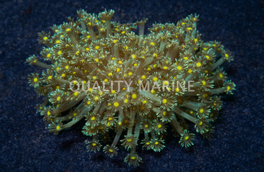Flower Pot Long Polyp Green w/ Colored Center :: 75883