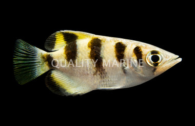 Banded Archerfish :: 40111
