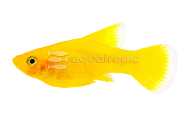 Hifin Yellow 'Banana' Platy :: 48587