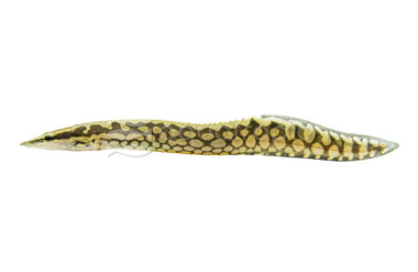 Tire-Track Eel :: 65856