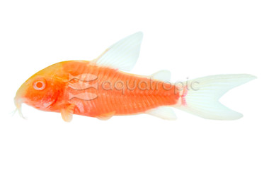 Glo Moonrise Pink Cory Catfish :: 73611