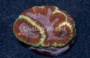 Brain Dented Green w/ Red Center :: 15198