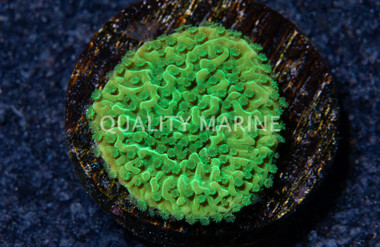 Monti, Cap Spearmint :: 75036