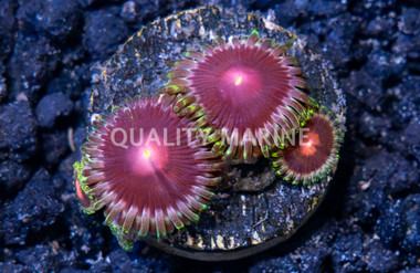 Zoa, Lucky Kentucky :: 88588