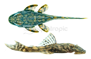 Red Spot Bristlenose Plecostomus L157 :: 20955