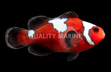 Ocellaris, Midnight Lightning, QM Labs :: 27938