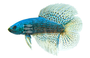 Doubletail Alien, Male :: 41562