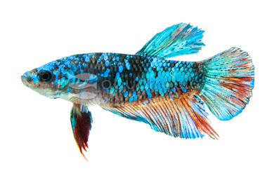 Plakat Blue Starlight, Male :: 45324