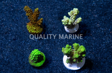 Acropora Colored :: 52066