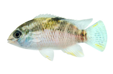 Acara Dwarf Thayeri :: 18407