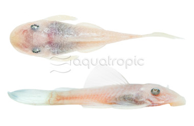 Snow White Bushy Nose Plecostomus :: 11389