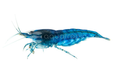 Blue Fantasy Shrimp :: 20058