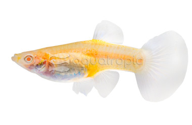 Premium Albino Blue Tuxedo Guppy, Female :: 58214