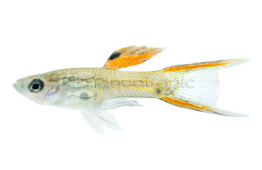 Yellow Double Sword Cobra Guppy, Male :: 50525