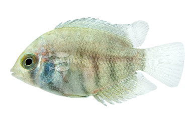 Severum Green :: 27150