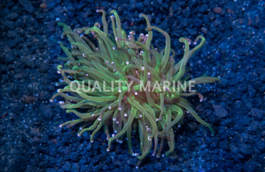 Torch Green  w/ Pink Tips :: 92874