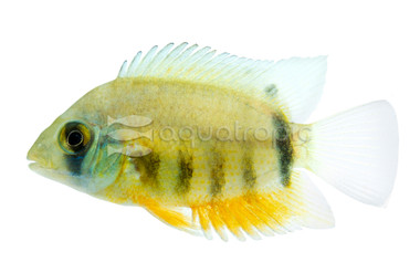 Severum Red Shoulder Rotkeil :: 22724