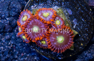 Zoa, Mandarin Monster :: 36665