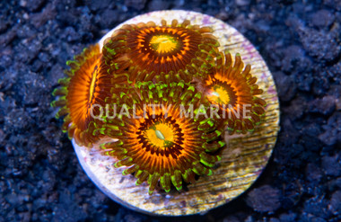 Zoa, Rainbow Incinerator :: 36378