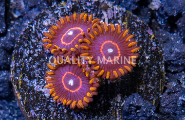 Zoa, Red Hornet :: 48927