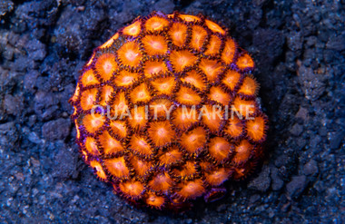 Zoa, Red Hot :: 85737