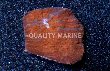 Brain Flat Australomussa Red & Blue :: 45150