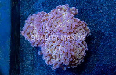 Hammer Branch Gold Tentacle w/ Purple Tip :: 55077
