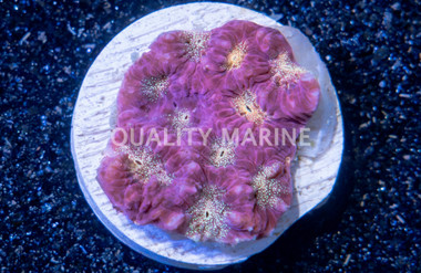 Brain Gold Center w/Red Rim Frag :: 51261