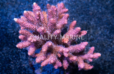 Acropora Colored :: 39613
