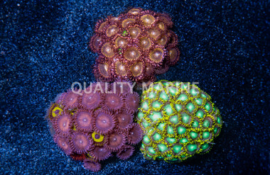 Zoa, Assorted :: 82929