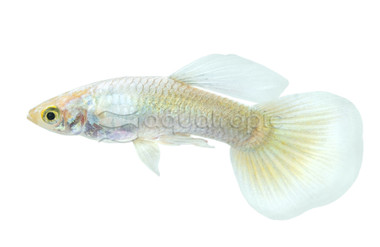 Dumbo Ear Platinum White, Male :: 66796