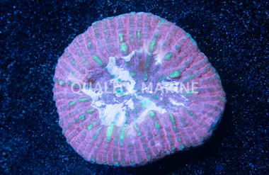 Vitiensis, Ultra "Australomussa" :: 26106