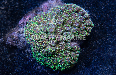 Spiny Bush :: 52106